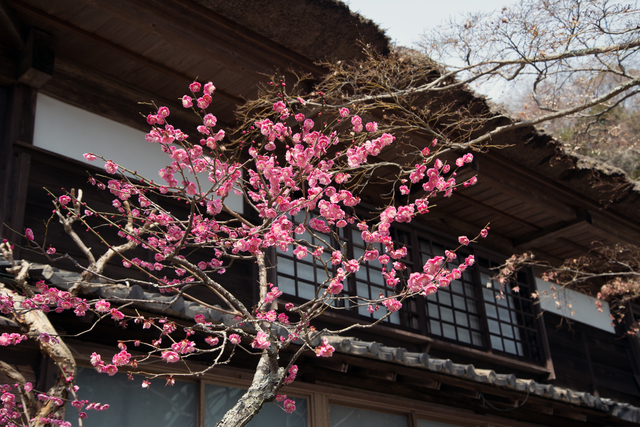 Jochi-ji Temple Plum Blossoms | 카마쿠라 관광 완전 가이드 浄智寺の梅